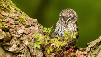 Epic Charming Wallpaper Wallpaper 4K, Nature category