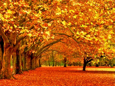 Vibrant Fall Foliage Lines Tranquil Nature Wallpaper 4K 1920x1440 Vibrant, Fall, Foliage, Lines, A, Tranquil, Path, Showcasing, Golden, Orange, Leaves, Under, Red, Landscape, Full HD