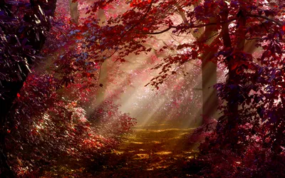 Golden Foggy Wallpaper Nature Wallpaper 4K 1920x1200 A, Foggy, Forest, Path, Lined, With, Vibrant, Fall, Foliage, Sunlight, Filters, Through, Gray, Brown, Ultrawide, Full HD