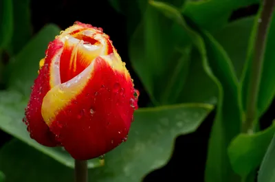 Close Vibrant Red Yellow Nature Wallpaper 4K 2048x1356 A, Close-up, Of, Vibrant, Red, And, Yellow, Tulip, Adorned, Droplets, Water, Surrounded, Brown, Ultrawide, Full HD