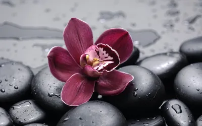 Epic Maroon Wallpaper Black/Dark Wallpaper 4K 2560x1600 A, Maroon, Orchid, Rests, On, Wet, Smooth, Black, Stones, Droplets, Reflecting, Light, Gray, Ultrawide, QHD