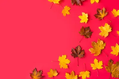 Autumn Leaves Flat Red Room Nature Wallpaper 4K 2208x1471 Room, Full HD, Ultrawide