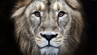 Bold Lion Wallpaper Wallpaper 4K, Animals category