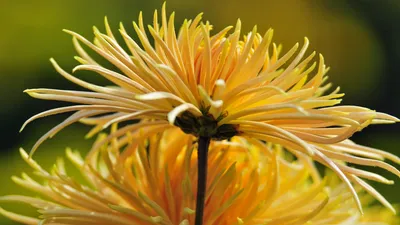 Moody Nature Wallpaper Nature Wallpaper 4K 1920x1080 Nature, Flower, Hd, Desktop, Wallpaper, Background, Image, Brown, Orange, Purple, Ultrawide, Full HD