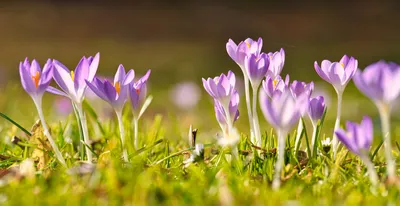 Close Purple Flower Spring Nature Nature Wallpaper 4K 7968x4109 Close-up, Purple, Flower, Spring, Nature, Crocus, Hd, Desktop, Orange, Brown, Ultrawide, 4K