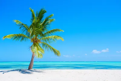 Bold Solitary Wallpaper Wallpaper 4K, Nature category