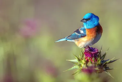Misty Vibrant Wallpaper Nature Wallpaper 4K 1920x1280 Hd, Desktop, Wallpaper, Showcasing, A, Vibrant, Bluebird, Perched, Purple, Thistle, Flower, Against, Gray, Landscape, Full HD