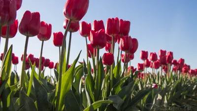 Vibrant Field Red Wallpaper 4K, Nature category