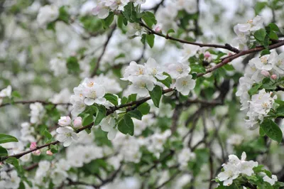 Bold Spring Wallpaper Nature Wallpaper 4K 3000x1993 Hd, Desktop, Wallpaper, Featuring, A, Spring, Scene, Of, White, Flowers, Blossoming, Branches, Gray, Ultrawide, QHD