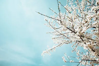 Apple Tree Blue Sky Nature Wallpaper 4K 2208x1471 Apple-tree, Blue, Full HD, Ultrawide