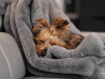 Bright Our Wallpaper Abstract Wallpaper 4K 2208x1657 Yorkshire-terrier, Full HD, Landscape