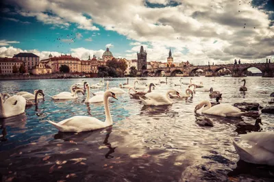 White Swans Near Charles Bridge World Wallpaper 4K 2208x1471 Near, Full HD, Ultrawide