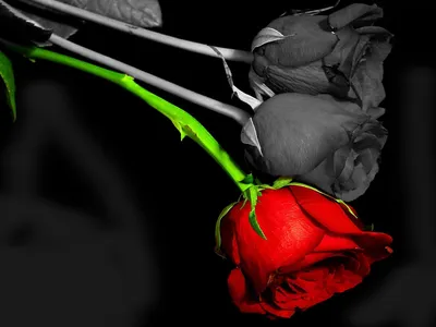 Bright Two Wallpaper Black/Dark Wallpaper 4K 1600x1200 Hd, Desktop, Wallpaper, Featuring, Two, Roses;, One, In, Striking, Red, Against, Landscape