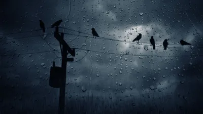 Dark Rainy Silhouettes Wallpaper 4K, Animals category