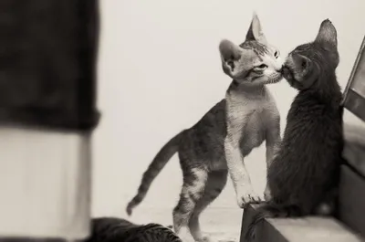 Black White Two Kittens Animals Wallpaper 4K 2046x1356 Black-and-white, Full HD, Ultrawide