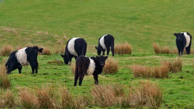 Belted Galloway Animal Cow Animals Wallpaper 4K 4398x2473 Ultrawide, 4k