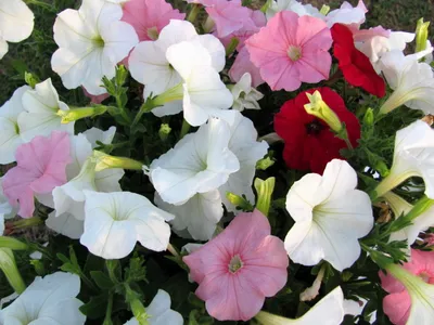 Vibrant Cluster Petunia Wallpaper 4K, Nature category