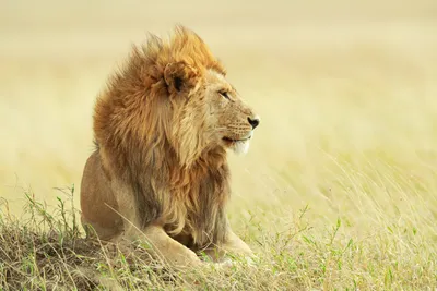 Majestic Lion Resting Tall Animals Wallpaper 4K 3598x2398 Lion, Ultrawide, QHD