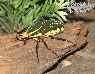 Animal Insect Animals Animals Wallpaper 4K 2675x2074 Square, QHD