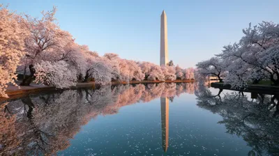 Quad Washington Tidal Basin World Wallpaper 4K 3840x2152 2k, Quad, Hd, Pc, Desktop, Wallpaper, Of, Washington, 039, Tidal, Basin, Spring, Gray, Pink, Ultrawide, 4K