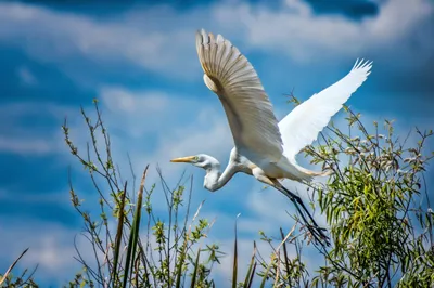 General Wallpaper 1998x1331 Nature Wallpaper 4K 1998x1331 Mid-flight, Full HD, Ultrawide
