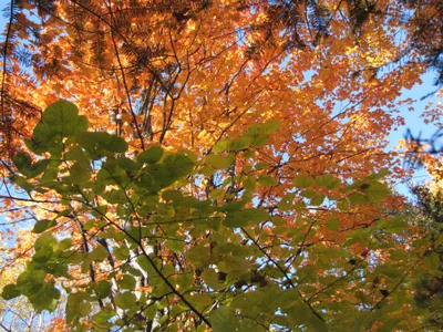 Nature Leaf Nature Nature Wallpaper 4K 3646x2734 Leaf, Landscape, QHD