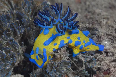 Vibrant Yellow Blue Nudibranch Nature Wallpaper 4K 2046x1363 Blue, Sea, Full HD, Ultrawide