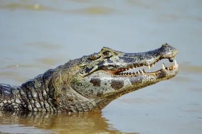 General Wallpaper 2598x1725 Animals Wallpaper 4K 2598x1725 Ultrawide, QHD