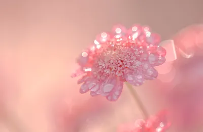 Close Pink Flower Wallpaper 4K, Nature category