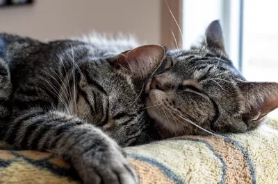 Two Sleeping Cats Animals Wallpaper 4K 2046x1360 Full HD, Ultrawide