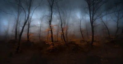 Misty Foggy Wallpaper Nature Wallpaper 4K 2048x1080 Hd, Pc, Desktop, Wallpaper, Showing, A, Foggy, Forest, Fall, Bare, Trees, Few, Gray, Ultrawide, Full HD