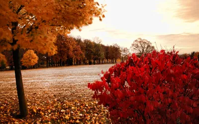 Vibrant Fall Foliage Orange Nature Wallpaper 4K 1920x1200 Hd, Pc, Desktop, Wallpaper, Featuring, Vibrant, Fall, Foliage, Orange, Red, Leaves, Under, White, Ultrawide, Full HD
