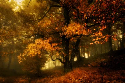 Dreamy Capturing Wallpaper Nature Wallpaper 4K 2560x1707 Hd, Pc, Desktop, Wallpaper, Capturing, A, Foggy, Fall, Forest, Vibrant, Orange, Yellow, Brown, Landscape, QHD