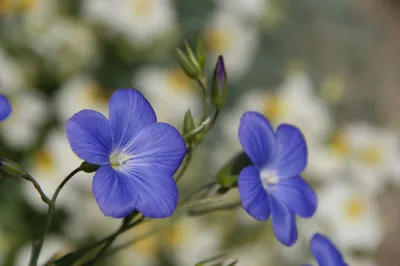 General Wallpaper 2046x1361 Nature Wallpaper 4K 2046x1361 Close-up, Blue, Full HD, Ultrawide