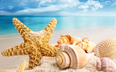 Serene Serene Wallpaper Nature Wallpaper 4K 2560x1600 Hd, Desktop, Wallpaper, Featuring, A, Serene, Beach, Scene, Starfish, Various, Seashells, Resting, White, Ultrawide, QHD