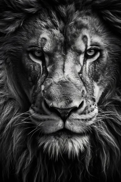 General Wallpaper 1790x2686 Black/Dark Wallpaper 4K 1790x2686 Lion, Portrait