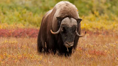 Muskox Standing Autumn Nature Wallpaper 4K 2878x1618 Quad, Ultrawide, QHD