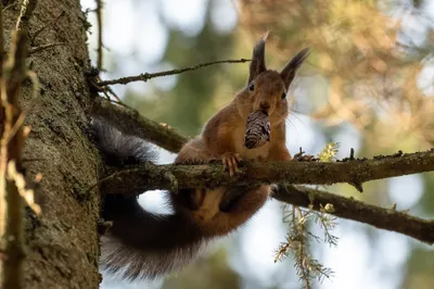 Rodent Animal Squirrel Animals Wallpaper 4K 2045x1363 Full HD, Ultrawide