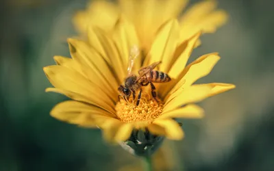 Yellow Flower Animal Bee Stephen Animals Wallpaper 4K 1918x1198 Bee, Ultrawide
