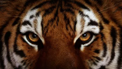 Calm Close Wallpaper Wallpaper 4K, Animals category