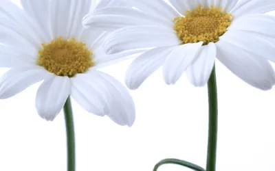 Nature Daisy Nature Nature Wallpaper 4K 2558x1598 Full HD, Ultrawide