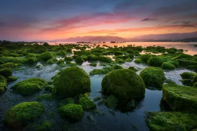 General Wallpaper 2046x1364 Nature Wallpaper 4K 2046x1364 Moss-covered, Full HD, Landscape
