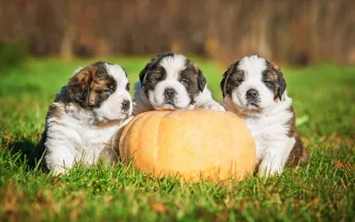 Three Bernard Puppies Abstract Wallpaper 4K 2558x1598 Quad, Full HD, Ultrawide