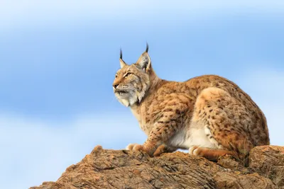 Majestic Lynx Perched Rocky Outcrop Nature Wallpaper 4K 2498x1665 Full HD, Ultrawide