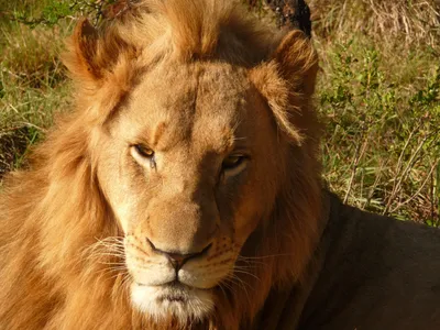 General Wallpaper 3262x2446 Animals Wallpaper 4K 3262x2446 Close-up, Lion, Quad, Landscape, QHD