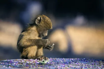 General Wallpaper 2498x1665 Animals Wallpaper 4K 2498x1665 Full HD, Ultrawide