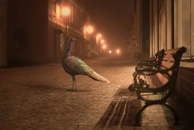 Colorful Peacock Stands Cobblestone Street World Wallpaper 4K 2500x1668 A, Colorful, Peacock, Stands, On, Cobblestone, Street, Illuminated, Soft, Streetlights, Empty, Bench, Brown, Landscape, Full HD