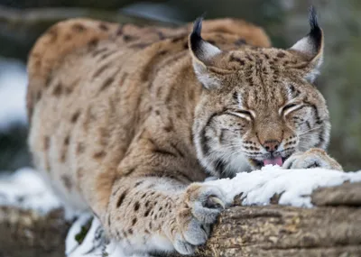 Close Lynx Resting Wallpaper 4K, Nature category