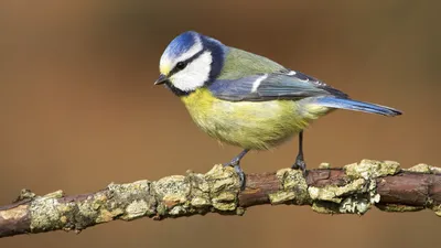 Colorful Titmouse Bird Animal Animals Wallpaper 4K 1918x1078 Ultrawide