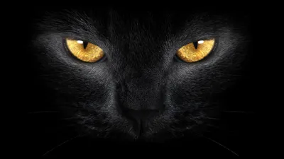 Vivid Close Wallpaper Black/Dark Wallpaper 4K 2560x1440 Hd, Desktop, Wallpaper, Featuring, A, Close-up, Of, Black, Cat, 039, Face, Highlighting, Purple, Orange, Ultrawide, QHD
